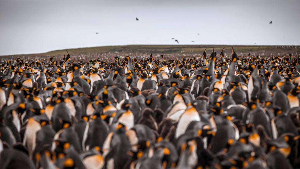 île pingouins france