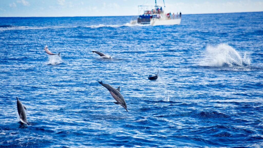 les dauphins : les stars des mers