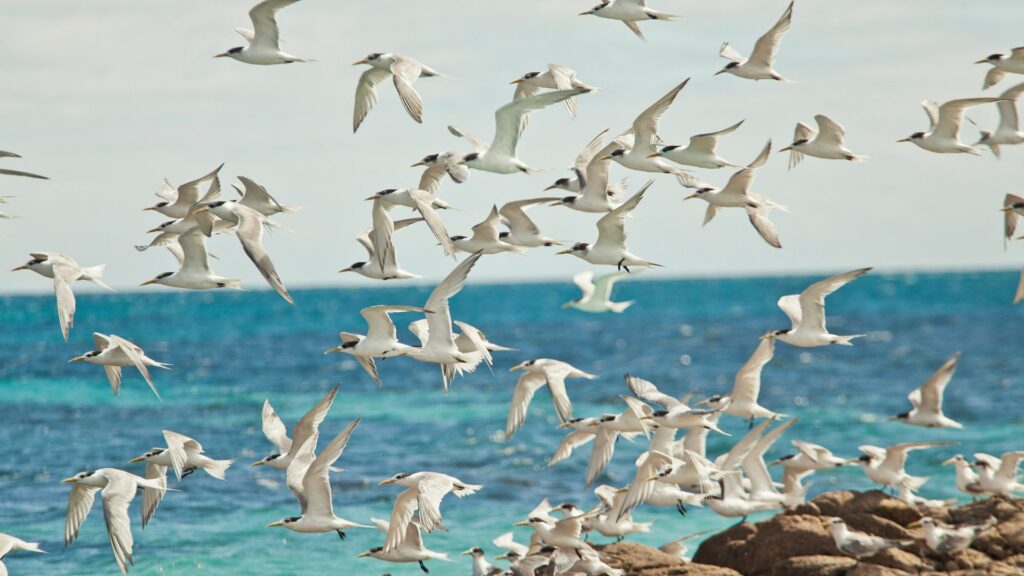 Les oiseaux marins : une beauté en plein vol