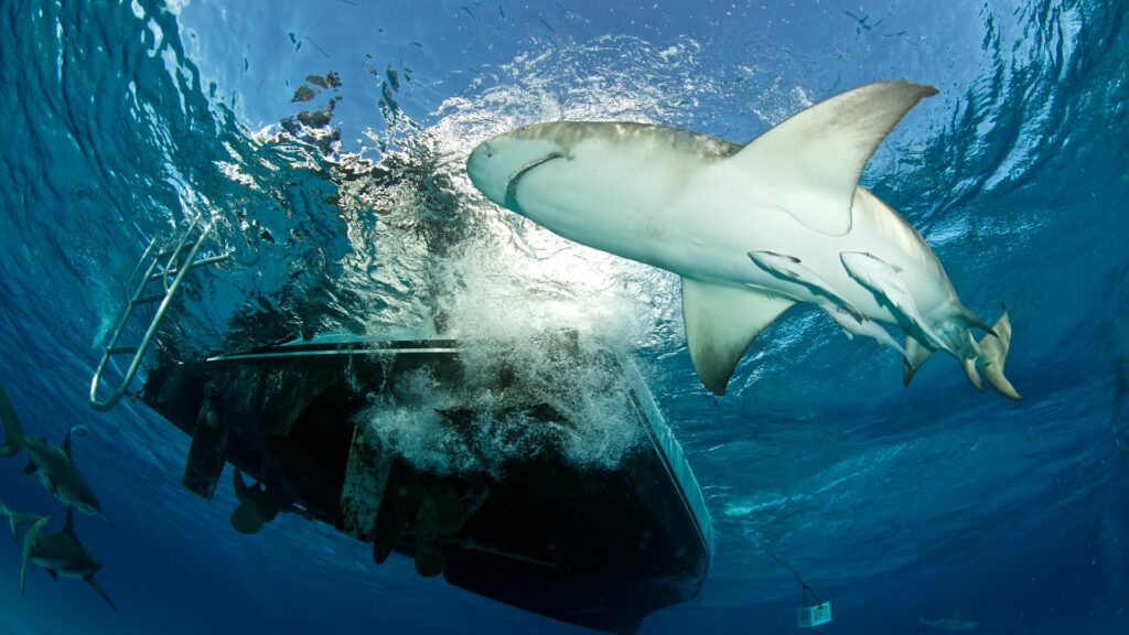 observation requin