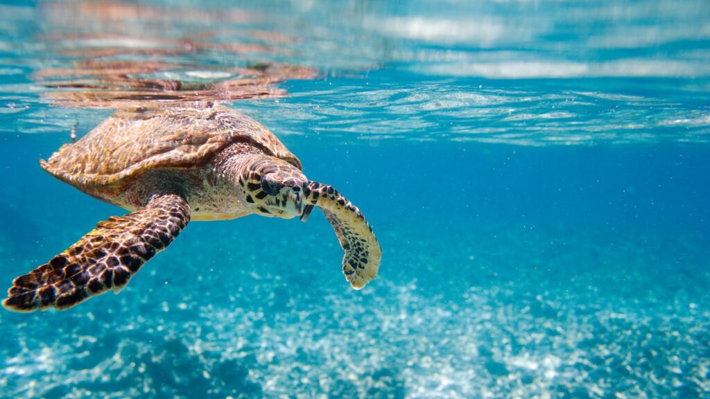 Observation des tortues géantes