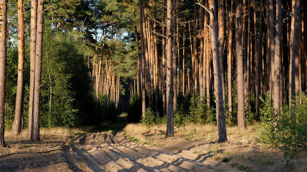 Île Sainte-Marguerite